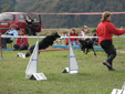 Agility Slovenija, Breda Kralj, avtorica, Dravno prvenstvo, masaa psov, knjiga, prironik, predstavitev knjige, psi, mojpes, KD Trbovlje